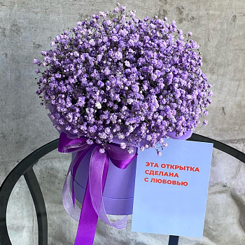 Фиолетовые гипсофилы в коробке