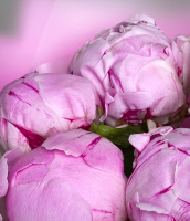 Букет_5 розовых пионов