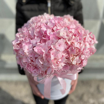 Гортензии розовые в коробочке